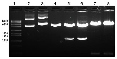 Figure 1 Agarose gel electrophoresis analysis of DMOMP.Notes: Molecular weight (1 kb) marker (lane 1), native phCMV1 vector (lane 2), native phCMV1 MOMP (lane 3), phCMV1 vector (4239 bp) restricted BamH 1 and Not 1 (lane 4), phCMV1 MOMP positive clones (4212 bp and 1134 bp) restricted BamH 1 and Not 1 (lanes 5 and 6) and phCMV1 MOMP clones (lanes 7 and 8) restricted Pst 1 (4823 bp and 531 bp).