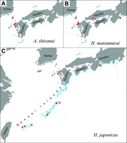 Figure 5.  Historical range (blue) and presently known locations (red dots) of Japanese sea skaters. A: Asclepios shiranui. B: Halobates matsumurai. C: Halobates japonicus.