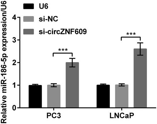 Figure 5. Silencing circular RNA circZNF609 (circZNF609) up-regulated microRNA (miR)-186-5p. When circZNF609 was silenced in PC3 and LNCaP cells, the level of miR-186-5p was meaningfully enhanced. (***p < .001).