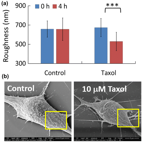 Figure 7. (a) Membrane roughness of N2a cells under the treatment of 10 μM paclitaxel (Taxol) for 4 h, measured by NIWOP. (b) Scanning electron microscopy images of the N2a cells.