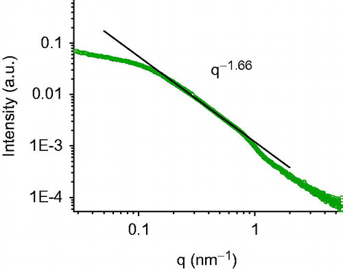 Figure 3. SAXS intensity spectrum. Scattered radiation intensity as a function of momentum transfer q of A2 sample at room temperature. The flattening of the intensity for q < 0.1 nm−1 shows that aggregates have a globular shape of finite size, of the order of 30 nm. At higher q (0.18 < q < 0.75 nm−1), the intensity I(q)/q−1.66. This decay behaviour is characteristic for an internal core composed by connected substructures or sponge phases.