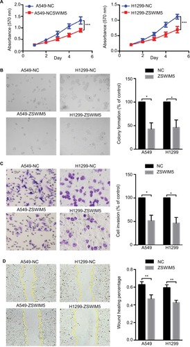 Figure 4 Transfection with ZSWIM5 inhibits lung cancer cell proliferation, colony formation, invasion, and migration.Notes: (A, B) A549 and H1299 cells transfected with ZSWIM5 showed decreased proliferation (the fifth day, both P<0.001) and clone formation abilities (both P<0.01). (C, D) Transfection with ZSWIM5 also inhibited invasion (both P<0.05) and migration (both P<0.05) of A549 and H1299 cells. *P<0.05; **P<0.01; ***P<0.001.Abbreviation: ZSWIM5, zinc finger SWIM-type containing 5.