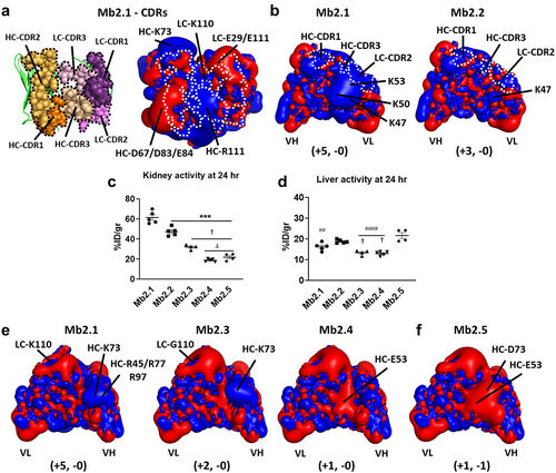 Figure 3. APBS isopotential surfaces and ex-vivo biodistribution for minibody Mb2 variants. Electrostatic potential cutoff was set to 1 kT/e. Positive charges and negative charges are colored blue and red, respectively. Numbers in parentheses represent changes in positive and negative charges between constructs. (a) the scFv Mb2.1 shows a positive patch in blue over the CDR3. Dotted curves denote the CDRs boundaries over a space-filling model. Heavy chain CDR1, CDR2 and CDR3 are depicted in dark orange, midtone orange and light orange, respectively. Light chain CDR1, CDR2 and CDR3 are in dark violet, midtone violet, and light violet. (b) similar to the scFv of Mb1.1, a large positive cluster on LC-FR2 is observable comprising residues LC-K47, K50, K53. (c) and (d) ex-vivo kidney and liver biodistributions of minibody Mb2 variants at 24 h p.i. (e) mutation of CDR residues lead to a further improvement in kidney uptake. K110G, on LC-CDR3 of Mb2.3. And neutralization of HC-K73 in scFv Mb2.4 which exposes E53. (f) introduction of a negative charge at position HC-73 leads to the formation of a negative patch in scFv Mb2.5. Data are shown as mean ± SEM. One-way ANOVA followed by Bonferroni’s post hoc test. ***p < .001 vs. Mb2.1; ꝉp < .05 vs. Mb2.2; ⊥p < .05 vs. Mb 2.3; ##p < .01, ####p < .001 vs. Mb2.5.