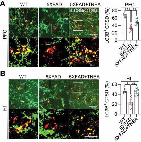 Figure 6. TNEA treatment promoted the formation of autolysosomes in 5XFAD mice brains. Representative fluorescent images of LC3B (green) and CTSD (red) in the prefrontal cortex (PFC) (A) and hippocampal (HI) CA1 (B) of mice from wild-type (WT), 5XFAD and 5XFAD+TNEA groups. Original magnification: 60×, scale bar: 50 μm. Corresponding zoom-in images (scale bar: 25 μm) were processed using ImageJ to demonstrate the colocalization. The area of LC3B-positive CTSD was quantified as mean ± SEM (male, n = 3 to 5) and analyzed by one‐way ANOVA. *p < 0.05, **p < 0 .01 and ***p < 0.001 vs. 5XFAD group