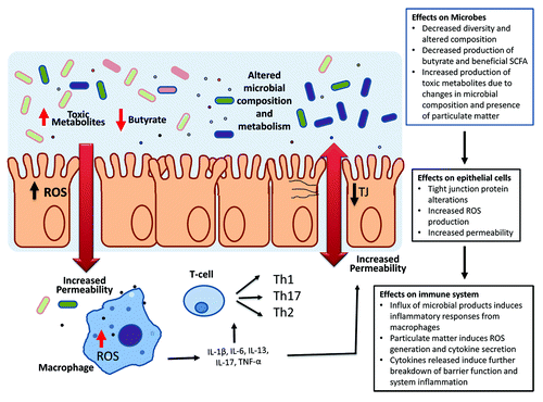 Figure 1. Proposed model of particulate matter induction of intestinal and systemic inflammation. Particles will have both direct effects on the gut epithelial cells and be metabolized by resident gut microbes into toxic metabolites. PM-induced changes in epithelial tight junctions through ROS production increase gut permeability allowing for an influx of microbial products and particulate matter into the lamina propria and increased interactions with immune cells. This induces a pro-inflammatory response from resident immune cells which will further increase gut permeability and alter the luminal environment of the gut to allow for the growth of particular microbial strains more suited to survival in an inflammatory environment. Select microbial groups metabolize particulate matter into toxic metabolites which can directly influence microbial survival and epithelial function. The altered microbial community subsequently leads to changes in metabolic processes within the host whereby a decrease in short chain fatty acid production occurs along with enhanced production of non-beneficial metabolites.