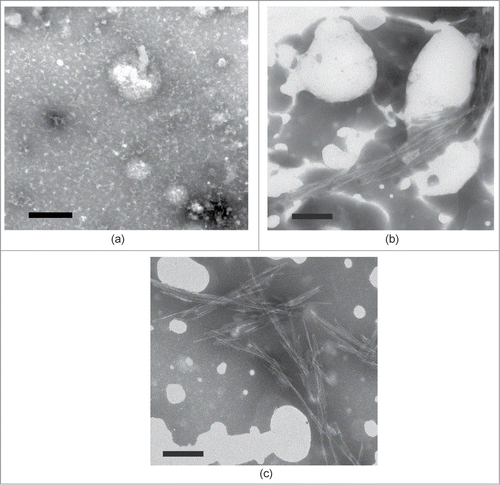 Figure 1. Transmissive electron microscopy image of (a) WT peptide after 0.5 hours of incubation. (b) WT with R peptide together after 0.5 hours of incubation post-addition of R peptide. (c) WT peptide after 5 hours of incubation.