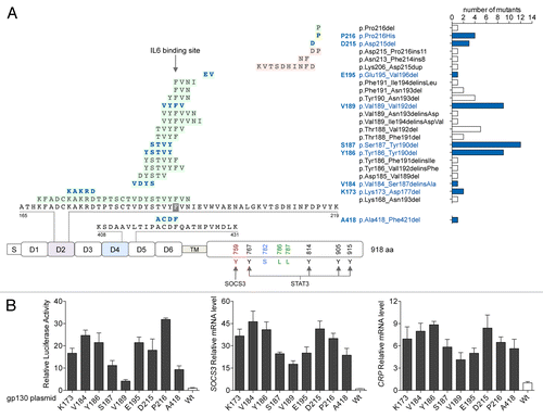 Figure 1. Gain-of-function mutations of gp130 in IHCA. (A) Spectrum of somatic mutations affecting interleukin-6 (IL-6) signal transducer (IL6ST) in human inflammatory hepatocellular adenoma (IHCA) samples (n = 256). DNA sequencing of IL6ST of was performed to identify the resultant alterations in gp130, including in-frame deletions (in green), insertions or deletions (in pink) and amino acid substitutions (in yellow) occurring in the different domains of the protein (S, signal peptide; D1-D6, extracellular domains; TM, transmembrane domain). Right, occurrence of the different mutants with their official nomenclature. Mutants reproduced by site-directed mutagenesis (for functional analysis) are in blue. (B) Plasmids engineered to express either IHCA-associated gp130 mutants or wild-type (WT) gp130 were co-transfected into Hep3B cells (n = 3) along with a STAT3-driven luciferase (Luc) reporter. STAT3 activation (left) was measured by luciferase activity 6 h after serum starvation. Shown are the means ± SD luciferase activity. Quantitative PCR was also used to examine the effects of expressing mutant gp130 on SOCS3 (center) or CRP (right) mRNA expression levels in comparison to WT gp130. Shown is the mean ± SD of the normalized mRNA levels in mutants relative to WT gp130 controls (1-fold).