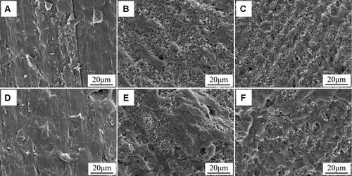 Figure 6 SEM micrographs of morphologies of MC3T3-E1 cells on PEEK (A and D), 80FPK (B and E) and 160FPK (C and F) at 1 (A–C) and 3 days (D–F) after culturing.