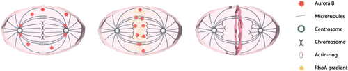 Figure 27. (left) Centrosomal and cytoplasmic Aurora B complexes are transported to the midzone along midzone MTs and astral MTs, respectively (middle). There, Aurora B is involved in the Rho A flux, a constant activation and deactivation of Rho A leading to an accumulation of Rho A at the equatorial plane. The effectors of Rho A – formins and Rho kinase are key players in the formation of the contractile actin ring (right).