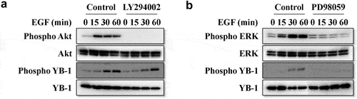 Figure 2. EGF induces the ERK/AKT/mTOR signaling pathways and YB-1 phosphorylation. (a, b) LNCap cells were treated with or without rhEGF and the AKT inhibitor LY294002 or the ERK inhibitor PD98059. The AKT pathway and ERK pathway related proteins, YB-1 and phospho-YB-1 were assessed using WB analysis. A representative image of at least three independent experiments with similar results is shown