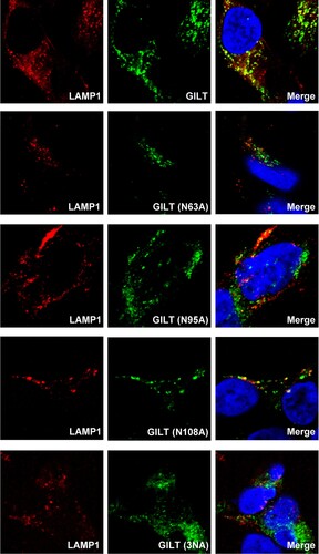 Figure 5. Mutations of N-linked glycosylation reduce GILT lysosomal localization. FLP-IN T Rex cells expressing the indicated wild-type and N-linked glycosylation mutant GILT proteins were treated with Tet for 24 h to induce GILT expression. The localization of wild-type GILT and its N-linked glycosylation mutants was detected by immunofluorescent staining with anti-GILT polyclonal antibody (green). LAMP1 was visualized by immunofluorescent staining with anti-LAMP1 monoclonal antibody (red). Cell nuclei were stained blue with DAPI (blue). More than 10 fields were examined, and the representative images of one or a few cells are presented.