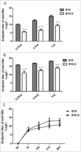 Figure 1. Reduced antibody responses to HBsAg in B10.S mice. Adult female B10 and B10.S mice were immunized with 0.25, 0.50 or 1.0 µg of HBsAg together with aluminum adjuvant in 0.2 ml of normal saline. Blood samples were collected 4 weeks after vaccination, and (A) the total anti-HBs IgG levels were determined by ELISA. The mice were boosted with 0.25, 0.50 or 1.0 µg of HBsAg 4 weeks after the first vaccination. Blood samples were collected 2 weeks after boosting, and (B) the total anti-HBs IgG levels were determined by ELISA. B10 and B10.S mice were immunized with 2.0 µg of HBsAg, and blood samples were collected on day 0 (pre-immunization) and on days 7, 14, 21, and 28 after immunization. (C) The total anti-HBs IgG levels were determined by ELISA (**P< 0.01).