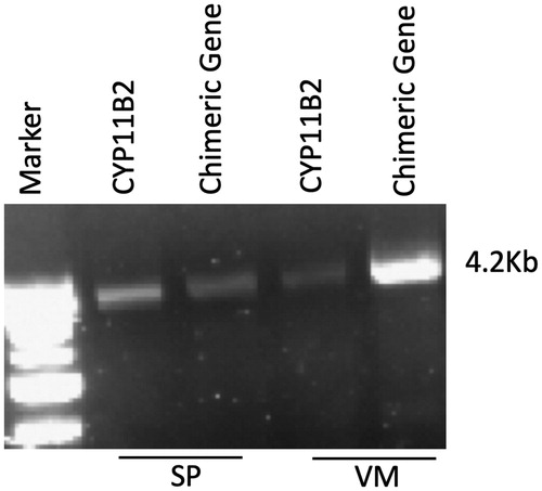 Figure 2. Genetic confirmation of the proband (S.P.) and her mother (V.M.). Agarose gel electrophoresis showing the results of long PCR for FH1 diagnosis of the daughter SP (lane 2 and lane 3) and of the mother VM (lane 4 and lane 5). In lane 2 and 4 are showed the PCR products of the wildtype CYP11B2, while in lane 3 and 5 are showed the chimeric gene amplicons.