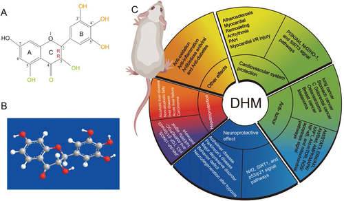 Figure 1. The chemical structure (A) and ball-stick model (B) of dihydromyricetin (DHM); (C) the different pharmacological effects of DHM.