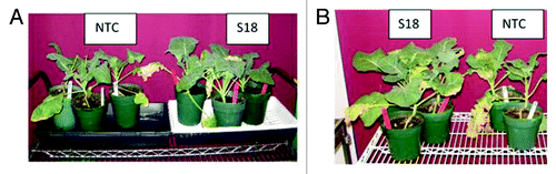 Figure 1. Plant performance after subzero temperature treatments. (A) NTC and transgenic BnPLC2 line (S18) were maintained at -5 °C for 12 h. Pictures were taken 2 d after recovery. (B) NTC line and transgenic S18 line were first acclimatized at +4 °C for 7 d and then treated at -5 °C for 24 h. Pictures were taken 7 d after recovery.