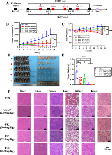 Figure 6 Pharmacodynamic results of designed groups on U14-bearing mice. (A) Therapy regimen; (B) mean tumor size; (C) body weight; (D) mice and tumor images; (E) tumor weight of subcutaneous U14 tumor in PBS, CDDP, and FS2 groups (n = 6); (F) H&E staining of main metabolic organs of PBS, CDDP, and FS2 groups. Data were presented as means ± SD (n = 6), *P < 0.05, **P < 0.01, ***P < 0.001, ****P < 0.0001.