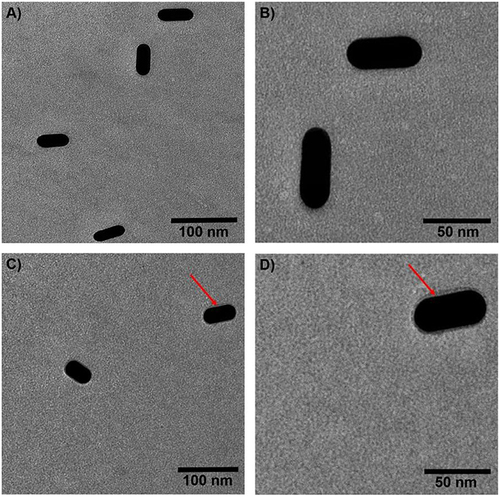 Figure 4 TEM micrographs of (A) non-coated gold nanorod (GNR) at 80,000× magnification (scale bar = 100 nm). (B) Enlarged inset of (A) (scale bar = 50 nm). (C) PDADMAC/alginate-coated gold nanorod (GNR/Alg/PDADMAC) at a concentration of 0.15 nM at magnification of 80,000× (scale bar = 100 nm). (D) Enlarged inset of (C) (scale bar = 50 nm). The red arrows indicate the faint layer of polyelectrolyte coating surrounding the GNR.