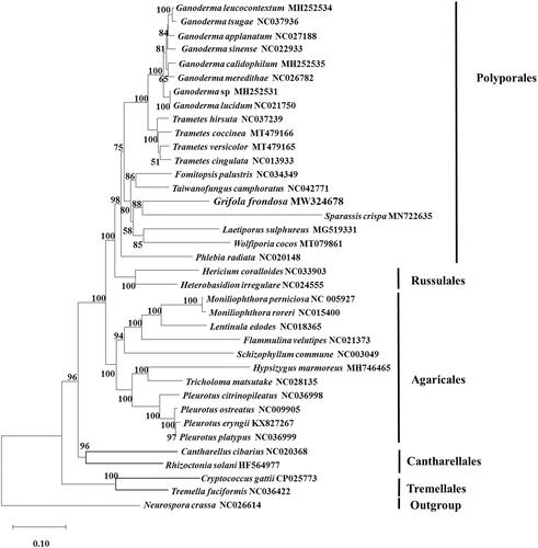 Figure 1. Phylogenetic analysis of 35 species of Basidiomycota conducted by neighbor-joining method based on concatenated amino acid sequences of 13 conserved protein-coding genes (common in all the species), including atp6, atp8, atp9, cob, cox1, cox2, cox3, nad1, nad2, nad3, nad4, nad5, and nad6. Neurospora crassa (NC_026614) was served as outgroup. The bootstrap support values were shown at each node.