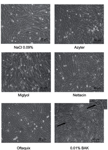 Figure 1 Phase-contrast micrographs of untreated (control) and benzalkonium chloride (BAK)-treated cultured rabbit corneal epithelial cells.