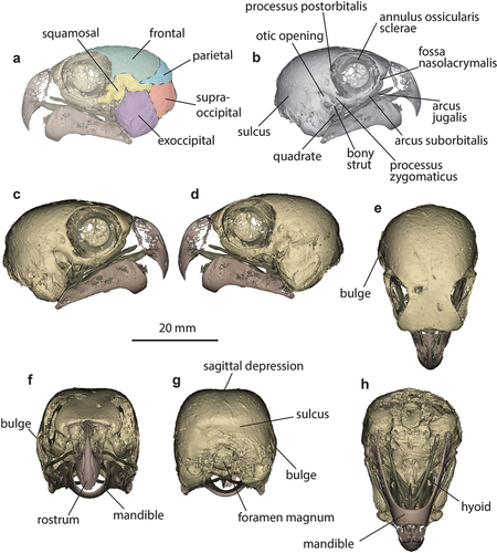 Figure 1. Cranium of the Night Parrot P. occidentalis holotype (NHMUK 1868.1.27.30, https://doi.org/10.17602/M2/M488551). a, bones of the neurocranium; b, major cranial features; c, right lateral view; d, left lateral view; e, dorsal view; f, anterior view; g, posterior view; h, ventral view.