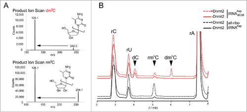 Figure 2. LC-MS analysis confirms that Dnmt2 methylates a tRNA containing a deoxycytidine at position 38. (A) Fragmentation patterns and mass transitions used for scanning of rm5C and dm5C in LC-MS. (B) LC-MS analysis of all-ribo tRNAAsp and hybrid tRNAAspdC38 before and after in vitro methylation by human Dnmt2.