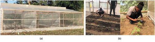 Figure 2. Experimental setup in a field. (a) A nethouse. (b) Researcher and an agricultural expert performing infestation in Arusha and Morogoro fields