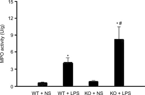 Figure 3 CAF1 knockout increases LPS-induced MPO activity.Notes: MPO test data showed that MPO activity in CAF1-knockout mice treated with ns were comparable to those in wild-type mice. It indicated a significant increase in MPO activity both in wild-type and in CAF1-knockout mice following LPS stimulation, and MPO activity in CAF1-knockout mice was significantly higher than that in wild-type mice. The data are expressed as mean ± SEM. n=3, *P<0.05 vs. NS, #P<0.05 vs. wild-type mice. An independent sample t-test was used.Abbreviations: WT, wild-type mice; KO, CAF1-knockout mice; ns, normal saline; LPS, lipopolysaccharide; MPO, myeloperoxidase.