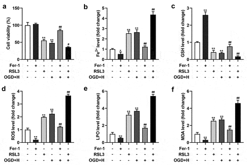 Figure 1. Ferroptosis was occurred in the ODG/H treated BMVECs.