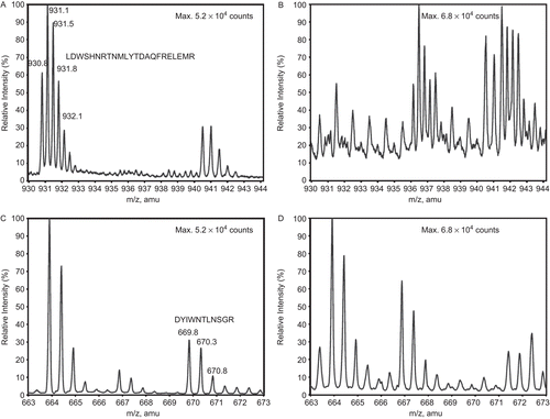 Figure 6.  The disappearance of CS Tyr-containing peptides during AAPH treatment, as assessed by mass spectrometry. (A) Peptide LDWSHNRTNMLGYTDAQFRELMR in untreated (with m/z (amu) between 930 and 933 (+2)) and (B) its disappearance in AAPH-treated CS. (C) Peptide DYIWNTLNSGR in untreated (with m/z (amu) between 669 and 671 (+2)) and (D) its disappearance in AAPH-treated CS. Note that the peptide ALGVLAQLIWSR, with m/z (amu) between 663 and 665 (+2), remains unaffected by treatment. The peptides in (A) and (C) contain Tyrs 246 and 331, respectively.