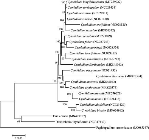Figure 1. A Phylogenetic tree based on 23 complete chloroplast genome sequences of Orchidaceae species using the Maximum Likelihood (ML) analysis by MEGA v7.0. Bootstrap support values are indicated in each node.