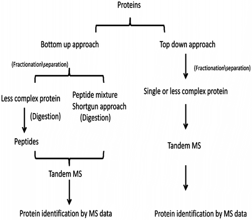 Figure 3 The different approaches for proteomics.