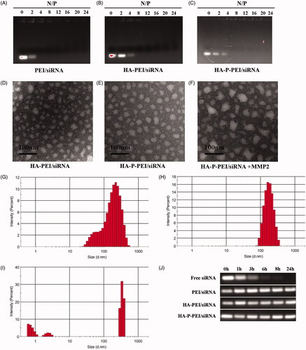 Figure 3. Characterization of HA-P-PEI/siRNA nanoparticles. Gel-retardation assay of PEI/siRNA (A), HA-PEI/siRNA (B) and HA-P-PEI/siRNA (C) at different N/P ratios. TEM and DLS results for the HA-PEI/siRNA (D, G) and HA-P-PEI/siRNA nanoparticles before (E, H) and after (F, I) MMP-2 treatment for 6 h (J) Serum stability of Free siRNA, PEI/siRNA, HA-PEI/siRNA and HA-P-PEI/siRNA.