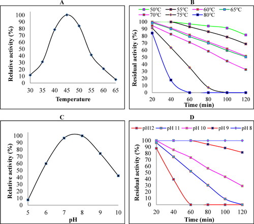 Figure 2. Effect of temperature and pH ranges on the activity and stability of crude keratinase. (A) The optimal temperature for B. subtilis ES5 keratinase activity. Keratinase activity was evaluated by incubation for 30 min at a temperature range of 30–65°C. (B) Thermal stability of B. subtilis ES5 keratinase. The assay was performed by preincubating the crude keratinase at 50–80°C using a water bath for various incubation durations. The activity of the non-heated enzyme was considered 100%. (C) Optimal pH for B. subtilis ES5 keratinase activity. The crude keratinase was incubated in different buffer solutions from pH 5 to 10 using sodium acetate (pH 5–6), phosphate (pH 7–8), and carbonate-bicarbonate (pH 9–12) buffers. (D) pH stability of B. subtilis ES5 keratinase. Keratinase activity was determined by preincubating the crude enzyme at different pH ranges (8–12) for 20, 40, 60, 80, 100, and 120 min using the same buffer systems used above. All the assays were carried out under standard assay conditions. Reported data are the average of triplicates with the standard deviation (± SD).