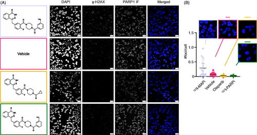 Figure 3. DNA damage induction of 123I-MAPi. (A) Immunofluorescence showing DAPI, γ-H2AX and PARP1 staining in LX22 cells treated, respectively, with (top to bottom) 123I-MAPi, Vehicle (30% PEG/PBS), olaparib, 127I-PARPi. Panels on the left show each molecular structure. (B) Quantification of the number of γ-H2AX foci per cell induced by 123I-MAPi treatment in LX22 cells in vitro. Scalebar 25 μm. Error bars represent standard deviation.