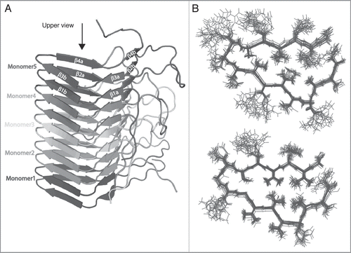 Figure 2 Structure of HET-s (A) five moneomers out of a HET-s(218-289) protofilbril. One monomers forms two turns of a β-solenoid. (B) NMR bundle: superposition on residues N226 to G242, N262 to G278 of the 20 lowest-energy structures of a total of 200 calculated HET-s(218-289) structures. Only the central molecule of the heptamer is shown.Citation24