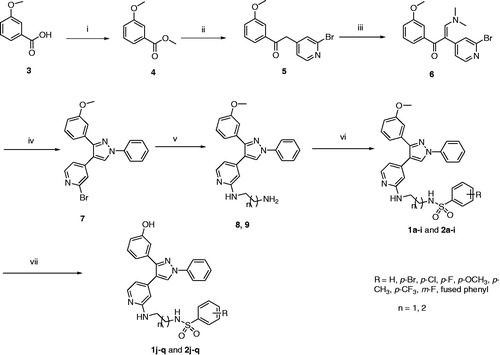 Scheme 1. Synthetic pathway for final target compounds 1a–q and 2a–q. Reagents and conditions: (i) H2SO4, CH3OH, reflux, 8 h; (ii) 2-bromo-4-methylpyridine, LiHMDS, THF, –25 °C to rt, overnight; (iii) DMF-DMA, reflux, 18 h; (iv) phenylhydrazine, C2H5OH, rt, overnight; (v) 1,2-ethylenediamine or 1,3-propylenediamine, reflux, 8 h.; (vi) appropriate sulfonyl chloride, Et3N, CH2Cl2, 0 °C, overnight; (vii) BBr3, CH2Cl2, –78 °C; 0 °C, overnight.