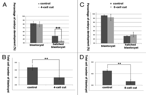 Figure 7. The developmental capability of the 4-cell, and 8-cell cut embryos. (A) The percentage of blastocyst development was not significantly different between the 4-cell cut group and control group (79.04% vs. 81.25%), and the percentage of hatched blastocysts was significantly lower in the 4-cell cut group compared with the control group (35.57% vs. 48.14; P < 0.05); (B) The total cell numbers were less in the 4-cell cut group compared with the control group (29.90 vs. 43.33; P < 0.05); (C) The percentages of blastocysts and hatched blastocysts were not significantly different between the 8-cell cut group and control group (blastocyst, 91.97% vs. 96.47%; hatched blastocyst, 51.15% vs. 47.67%); (D) the total cell numbers were significantly lower in the 8-cell cut group compared with the control group (33.39 vs. 42.50; P < 0.05).