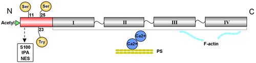 Figure 1. Structure of the Anxa2 protein. Anxa2 contains a highly divergent N-terminus and a conserved core domain in the C-terminus. The variable N-terminus includes one acetylation site and the three main phosphorylation residues Tyr23, Ser11 and Ser25. This N-terminal region also contains a binding site for the S100 protein family, tPA and NES. The Anxa2 core domain in the C-terminus consists of four homologous repeats. This domain has the ability to bind phospholipids in a Ca2+-dependent manner and interact with F-actin. tPA = tissue plasminogen activator, NES = nuclear export signal.