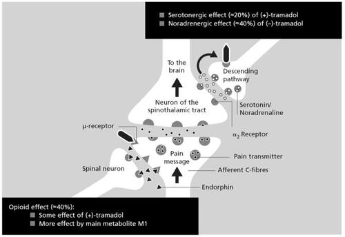 Figure 1 Synergistic effects of tramadol at the dorsal horn (CitationCollart et al 1993; CitationRaffa and Friderichs 1996).