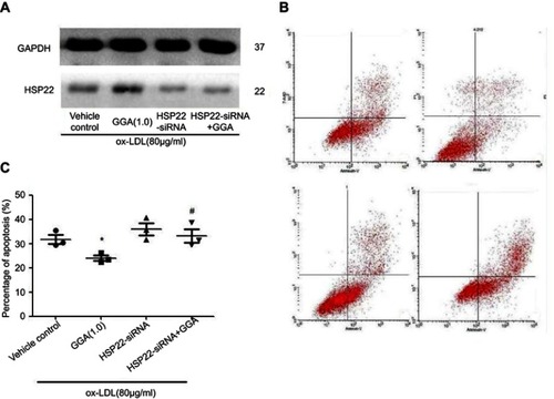 Figure 3 Effect of HSP22 suppression on the GGA protective effect on HCAEC apoptosis. (A) Representative data of immunoblotting. Cells were transfected with HSP22-siRNA, and immunoblotting was performed as described in the methods. Data presented were one representative of three separate experiments. (B) Representative histogram of flow cytometry. Cells were transfected with HSP22-siRNA, and Annexin-V was assessed as described in the Materials and methods section. Data presented were one representative of three separate experiments. (C) Pooled data of the effect of GGA on apoptosis following HSP22 suppression. Vertical axis: eo mean percentage of positive Annexin-V staining (%) (percentage of HCAEC apoptosis), horizontal axis: cell treatment. *P<0.05 compared to control, #P means HSP22-siRNA +GGA compared to HSP22-siRNA.
