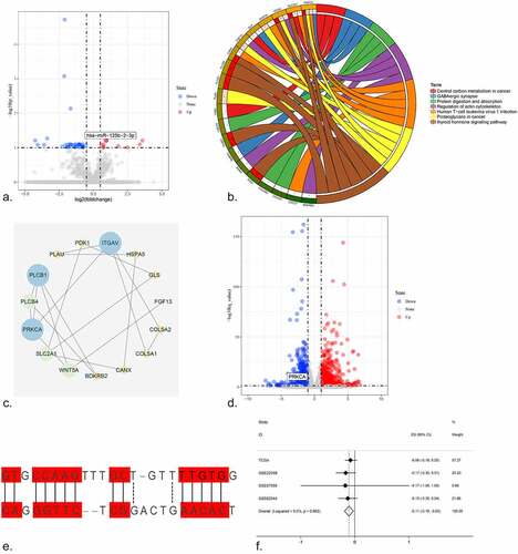 Figure 5. (a) The volcano plot of miRNAs in HCC cell line. After NC treatment, the expression of miR-125b-2-3p was higher than in control group. (b) The KEGG pathway analysis was performed for the target genes of miR-125b-2-3p. Different colors indicated different terms. (c) The PPI network for all the genes enriched in KEGG pathways. (d) The volcano plot of mRNAs in HCC cell line. Hub gene PRKCA was low-expressed in HCC cell line after NC treatment. (e) The complementary sequence between miR-125b-2-3p and PRKCA. (f) An integrative analysis of correlation analysis between miR-125b-2-3p and PRKCA