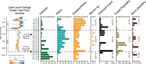 Figure 6. Grape Tree Pond climate record (Burn and Palmer Citation2015) (also indicating the Medieval Warm Period (Medieval Climate Anomaly, MCA) and Little Ice Age (LIA)) plotted against burning proxies (charcoal counts, fused unidentifiable phytoliths, burnt occluded carbon phytoliths) and vegetation summaries (arboreal, palms, grasses/herbs), with percentage of manioc and new White Marl radiocarbon dates (at 90 cm and 190 cm). The Grape Tree Pond record has been cropped between 650 and 500 cal yrs BP to reflect the age resolution of the soil samples. Hashed lines indicate transitions between vegetation phases 1, 2 and 3. Av = averages for each phase for burning indicators and manioc.