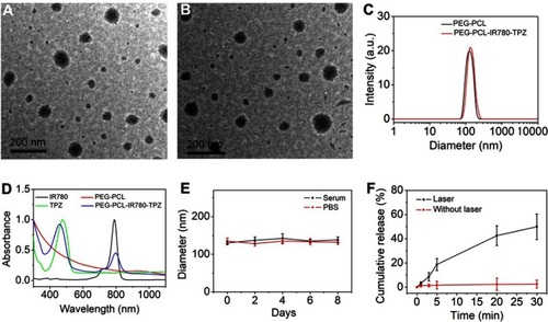 Figure 2 (A) Transmission electron microscopy (TEM) photograph of PEG-PCL NPs. (B) TEM photograph of PEG-PCL-IR780-TPZ NPs. (C) Dynamic light scattering (DLS) of PEG-PCL NPs and PEG-PCL-IR780-TPZ NPs. (D) UV-vis-NIR absorption spectra of PEG-PCL (deionized water as solvent), IR780 (dichloromethane as solvent), TPZ (dichloromethane as solvent), and PEG-PCL-IR780-TPZ NPs (deionized water as solvent). (E) Stability of PEG-PCL-IR780-TPZ NPs in fetal bovine serum (FBS) or phosphate buffer saline (PBS) was monitored by the DLS technology. (F) The release profile of polyethylene glycol- polycaprolactone-2-[2-[2-Chloro-3-[(1,3-dihydro-3,3-dimethyl-1-propyl-2H-indol-2-ylidene)ethylidene]-1-cycloxen-1-yl]-ethenyl]-3,3-dimethy-1-propyl-1H-indolium iodide-tirapazamine nanoparticles (PEG-PCL-IR780-TPZ NPs) under an 808 nm laser irradiation (1 W/cm2).