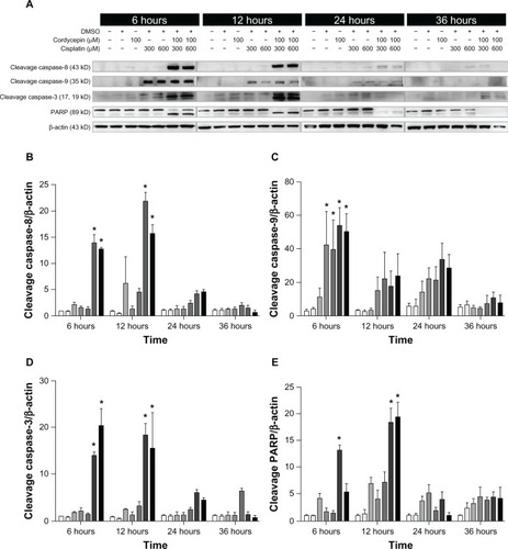 Figure 5 Effects of cordycepin and/or cisplatin on caspase-8, caspase-9, caspase-3, and PARP protein expressions in OC3 cells.