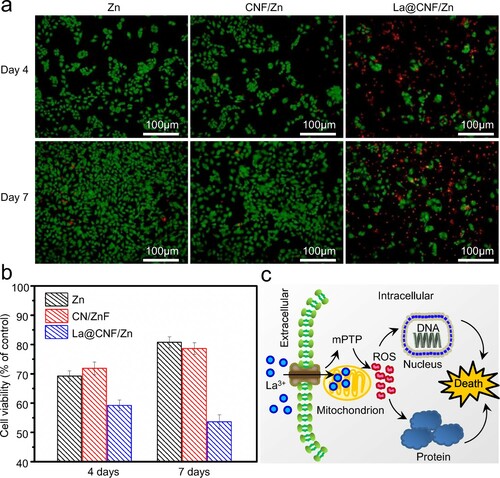 Figure 8. (a) MG-63 cell morphology, and (b) the corresponding CCK-8 results after culture in Zn, CNF/Zn and La@CNF/Zn extracts for 4 and 7d; (c) Potential anti-tumour mechanisms of La@CNF/Zn.