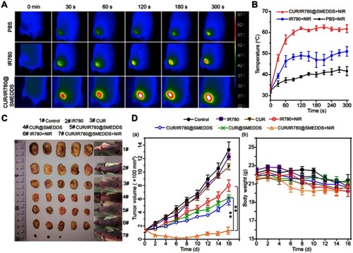 Figure 6 In vivo antitumor effects. (A) Photothermal images of 4T1 tumor-bearing nude mice treated with PBS, IR780, and CUR/IR780@SMEDDS under NIR laser irradiation. (B) Tumor temperature-time curve after NIR irradiation (n=3). (C) Photographs of tumors and 4T1 tumor-bearing nude mice treated with control, IR780, CUR, IR780+NIR, CUR/IR780@SMEDDS, CUR@SMEDDS, and CUR/IR780@SMEDDS+NIR 16 days after administration. (D) (a) Tumor volume in nude mice treated with control, IR780, CUR, CUR@SMEDDS, CUR/IR780@SMEDDS, IR780+NIR, and CUR/IR780@SMEDDS+NIR; **p<0.01. (b) Body weight change of tumor-bearing mice. Data are represented as mean±SD (n=7).