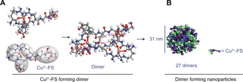 Figure 5 Proposed model of Cu2+-FS.Notes: (A) Forming the dimer and (B) forming nanoparticles.Abbreviation: Cu2+-FS, Cu2+-Arg-Gly-Asp-Phe-Arg-Gly-Asp-Ser.