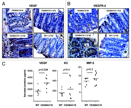 Figure 3. AIEC LF82 bacteria induce production of VEGF in CEABAC 10 transgenic mice. Representative brown immunohistochemical staining for VEGF (A) and VEGFR-2 (B) in sections of the colonic mucosa from non-infected (NI) CEABAC 10 mice, or AIEC LF82- or non-pathogenic E. coli K12-infected CEABAC 10 and WT mice; (scale bar = 10 µm). Insets show cytoplasmic staining of VEGF (A) and VEGFR-2 (B) in epithelial cells located within crypts of CEABAC 10 mice infected with LF82 bacteria. Arrows point to cytoplasmic staining within epithelial cells and arrowheads indicate endothelial cell staining. *, muscularis mucosa. (C) Secretion of VEGF, KC and MIP-2 was measured in colon supernatants from AIEC LF82-infected WT (n = 7) or CEABAC 10 (n = 7) mice. An increase in secreted VEGF concentration in CEABAC 10 mice infected with LF82 bacteria was measured by ELISA. Results shown here are representative of two separate experiments.