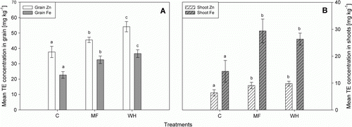 Figure 3  Mean Zn and Fe concentrations in grains (A) and shoots (B) of the controls (C), a treatment with the same elemental composition (MF) as in the WH and the WH treatment. Different letters indicate statistically significant difference (P<0.05). Error bars represent±standard deviation of four replicates (n=4).