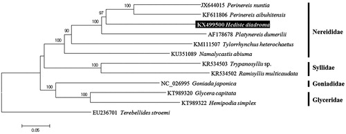Figure 1. Neighbour-joining tree for six species of the family Nereididae including Hediste diadroma and five other related species in Phyllodocida inferred from mitochondrial genomes. Terebellides stroemi (EU236701) derived from Terebellida was used as outgroup for tree rooting. Data set for Phylogenetic trees were used nucleotide sequences of 13 protein-coding genes. Numbers above the branches indicate NJ bootstrap values from 1000 replication.